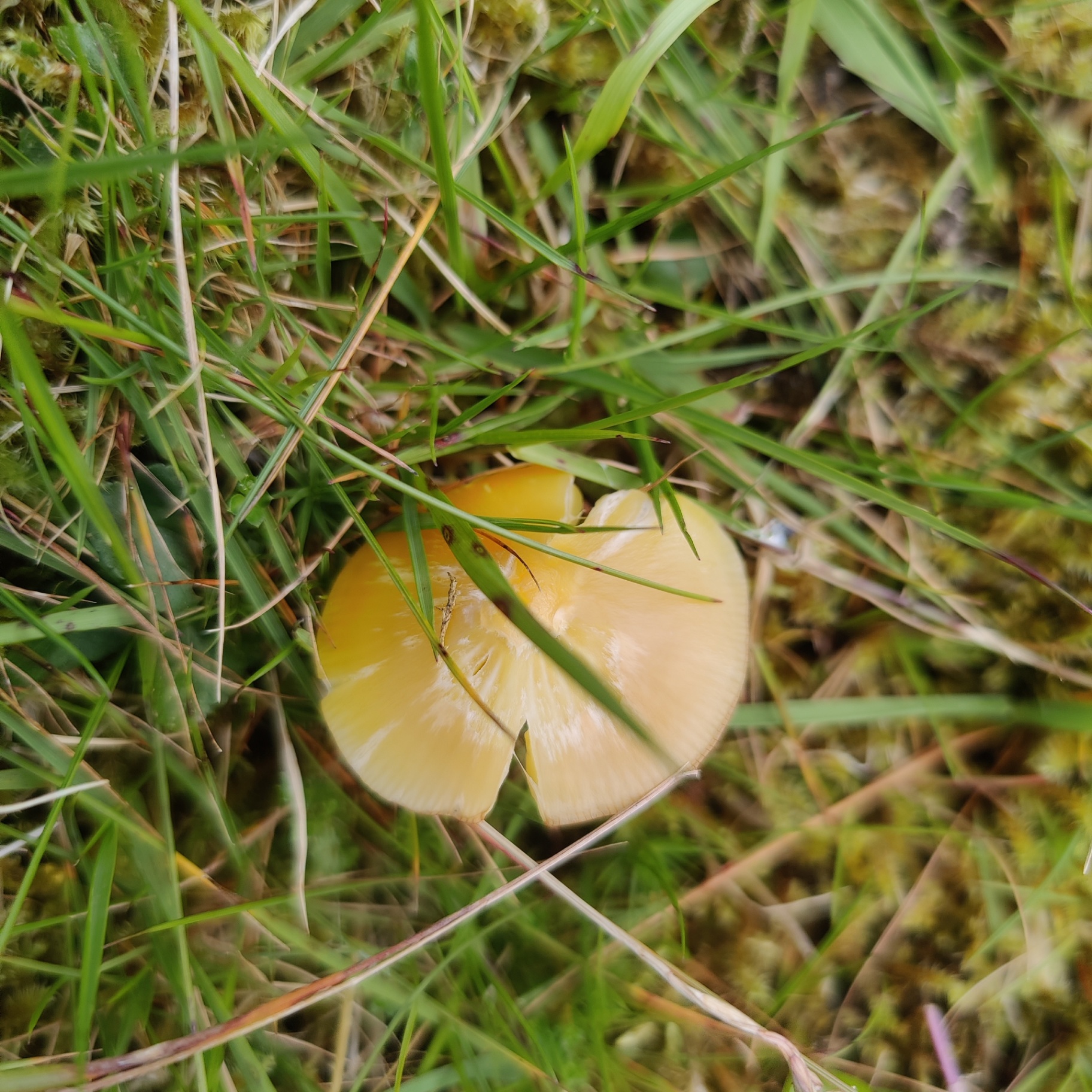 A yellow waxcap mushroom growing among grass and moss in the Faroese outfield
