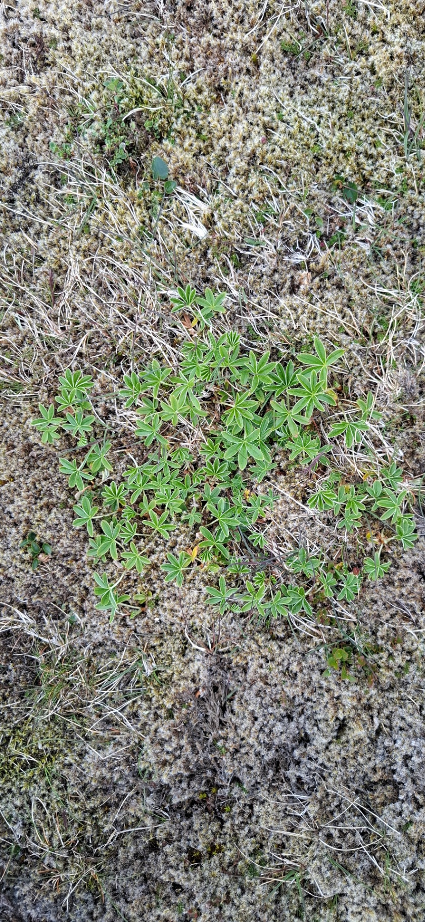 Alpine lady's mantle growing low among moss on a Faroese mountainside