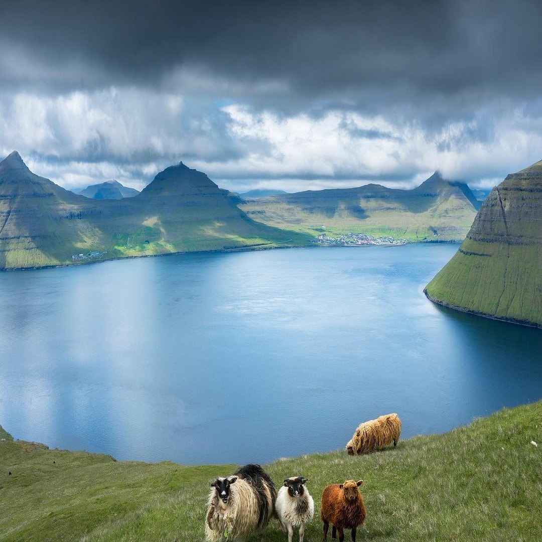 Faroese sheep grazing on a green slope high above a fjord