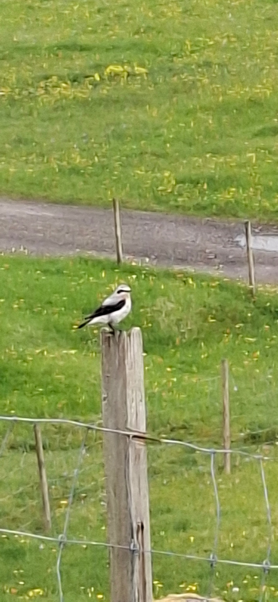 A northern wheatear perched on a weathered fence post above a Faroese meadow