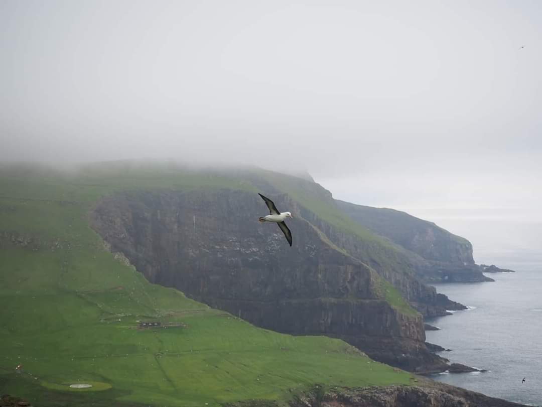 A seabird gliding along misty green sea cliffs in the Faroe Islands
