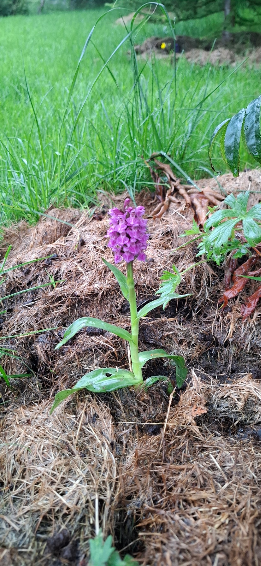 A purple heath spotted orchid flowering in wet Faroese grassland