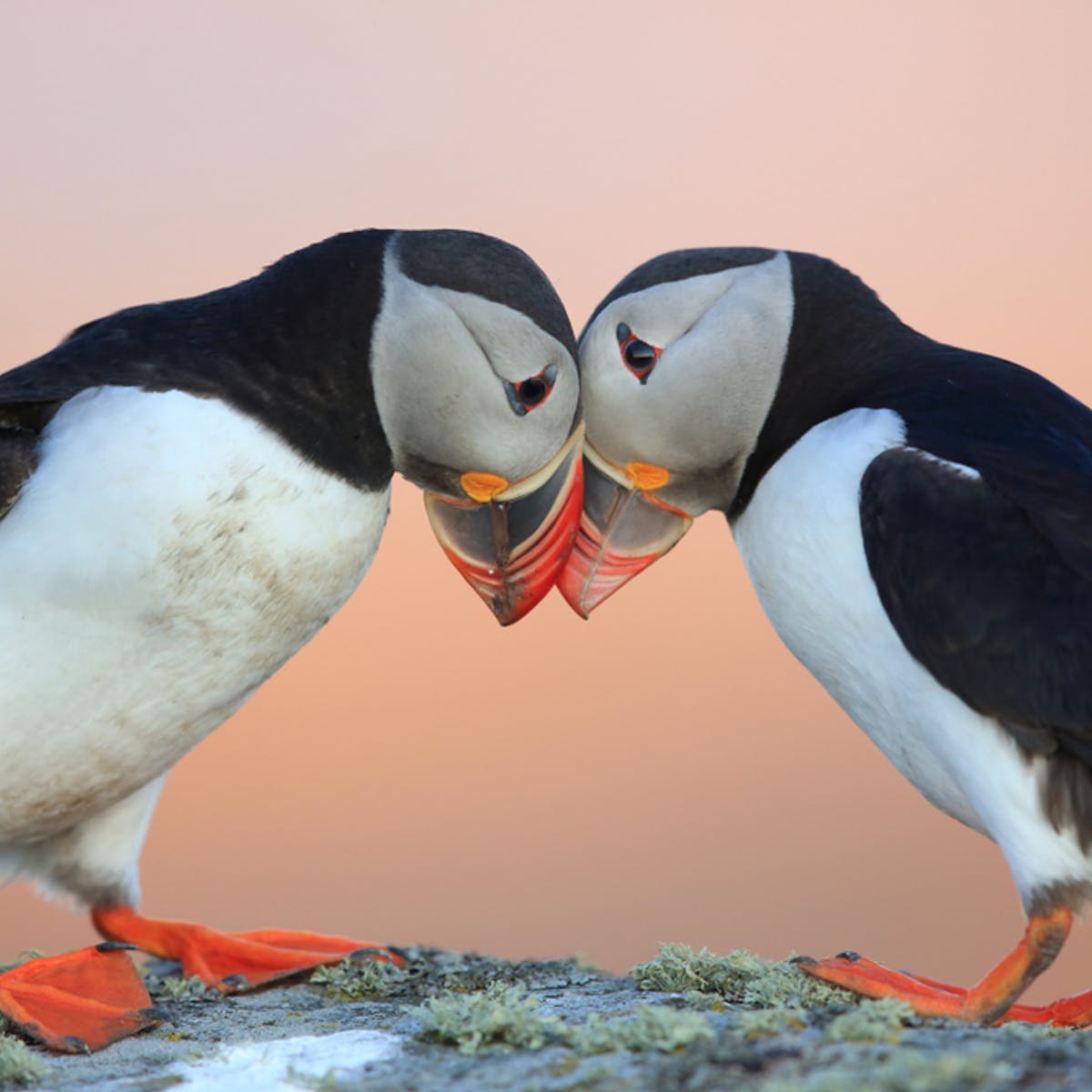 Two Atlantic puffins touching beaks on a clifftop at sunset